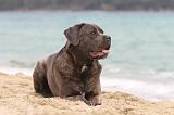 CANE CORSO 595